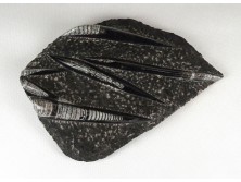 Hatalmas csiszolt Orthoceras fosszília kőzet 2.5 kg