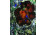 Lavotha Géza : "Fekete Rózsa" tűzzománc kép 51 x 17 cm