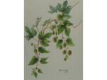 "Humulus Lupulus"