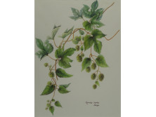 "Humulus Lupulus"